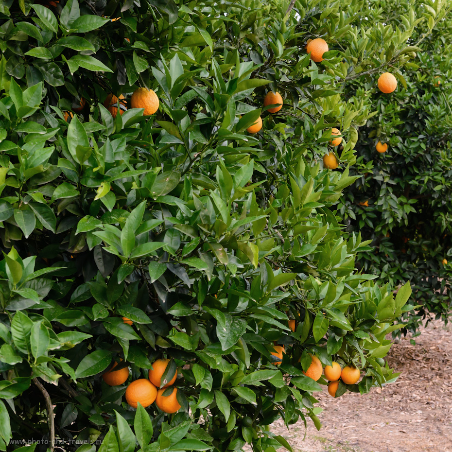 Фото 36. Апельсиновый сад в Турции. Отзывы туристов о самостоятельном отдыхе в Анталии. 1/125, -1.0, 8.0, 800, 48.
