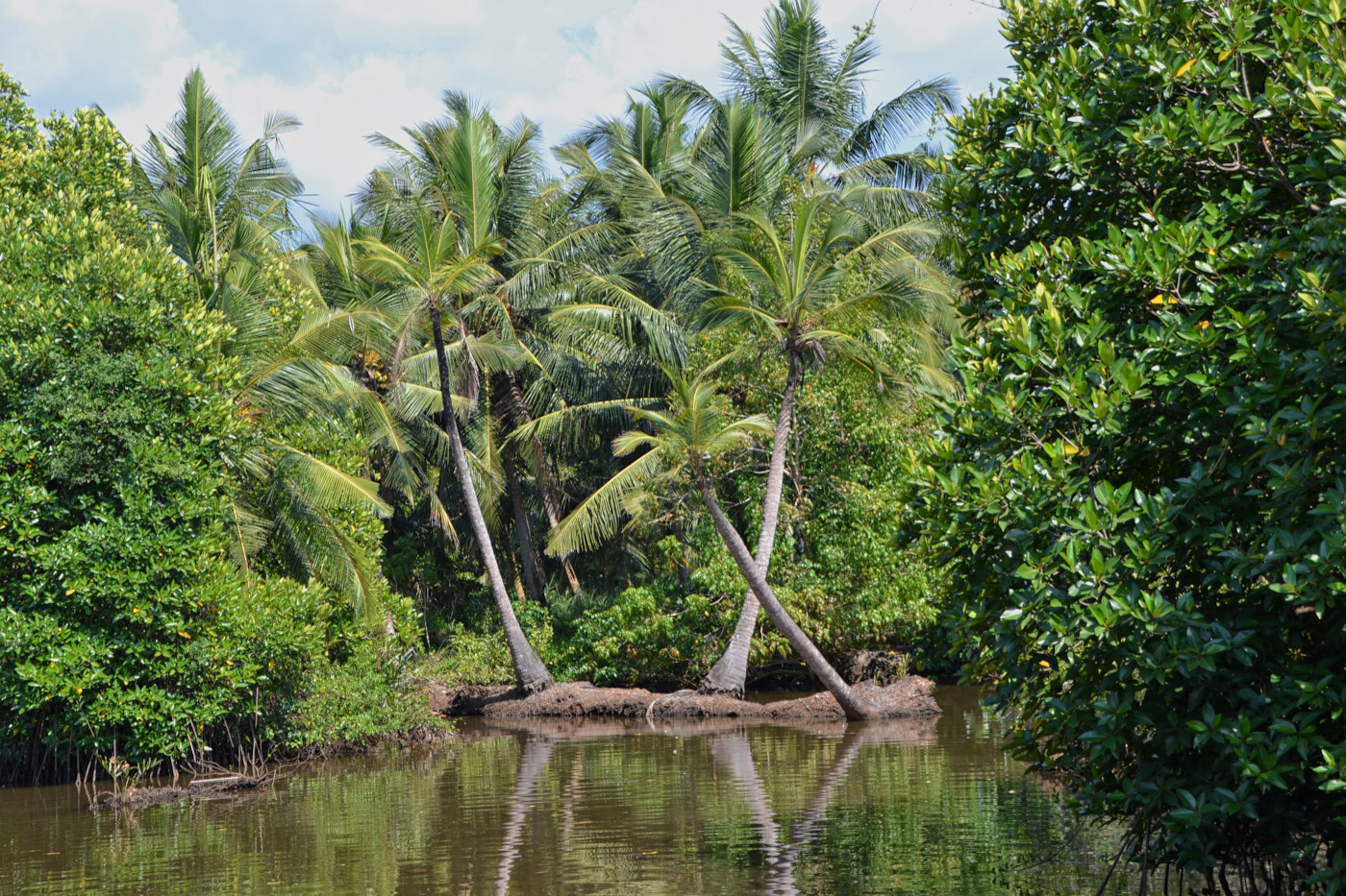 Фото 1. Пальмы на Шри-Ланке. Параметры съемки: В=1/200 сек., f/7.1, ISO 100, ФР=55 мм.