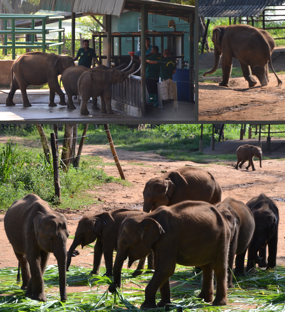 Фото 18. Кормление слонят и слонёнок на протезе. Отзывы о поездке в слоновий приют на Шри-Ланке с пляжа Унаватуна.