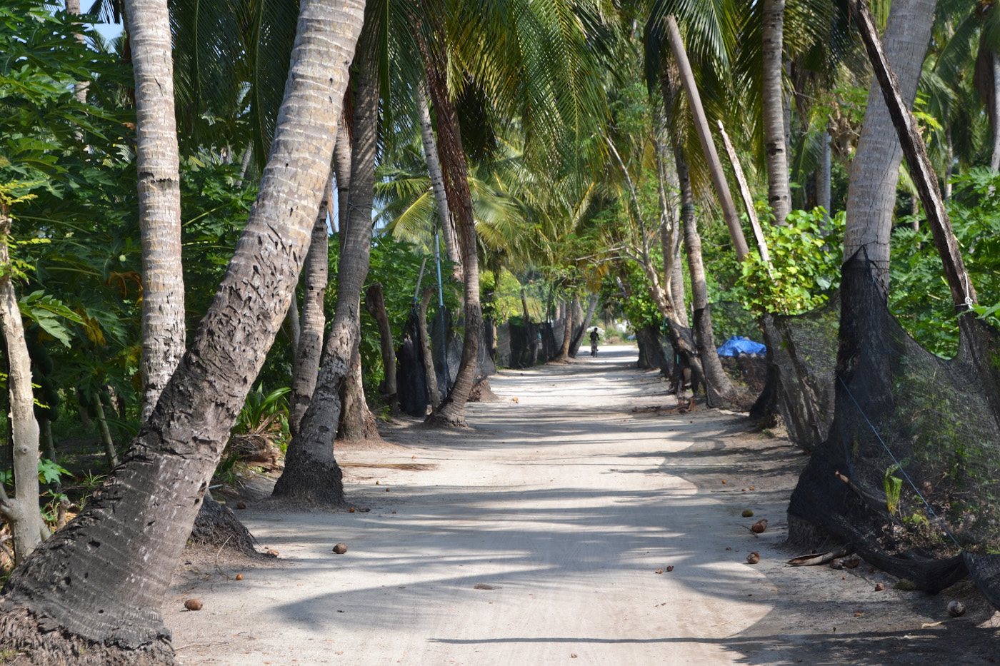 Фотография 22. Пальмовая аллея, ведущая на пляж, на острове Тодду. Можно ли съездить на Мальдивы своим ходом. 1/200, 7,1, 100, 5.