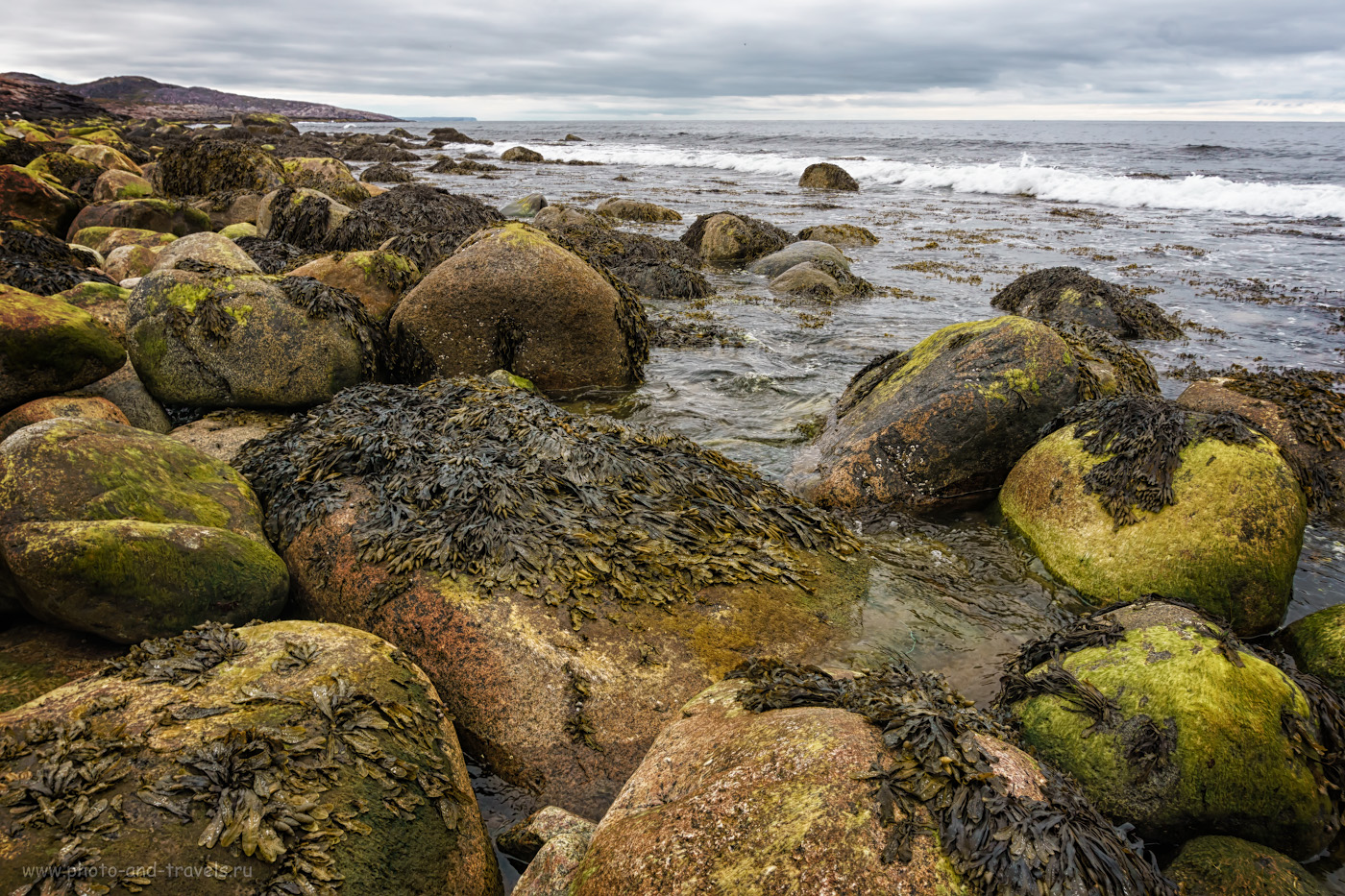Фотография 17. Бурые водоросли на берегу Баренцева моря близ Териберки.