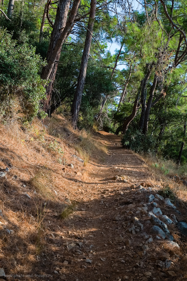 Снимок 9. Хвойный лес на пути к маяку. Чем заняться на отдыхе в Турции? Отправляйтесь на пешую прогулку. 1/200, 9.0, 640, -0.67, 34.