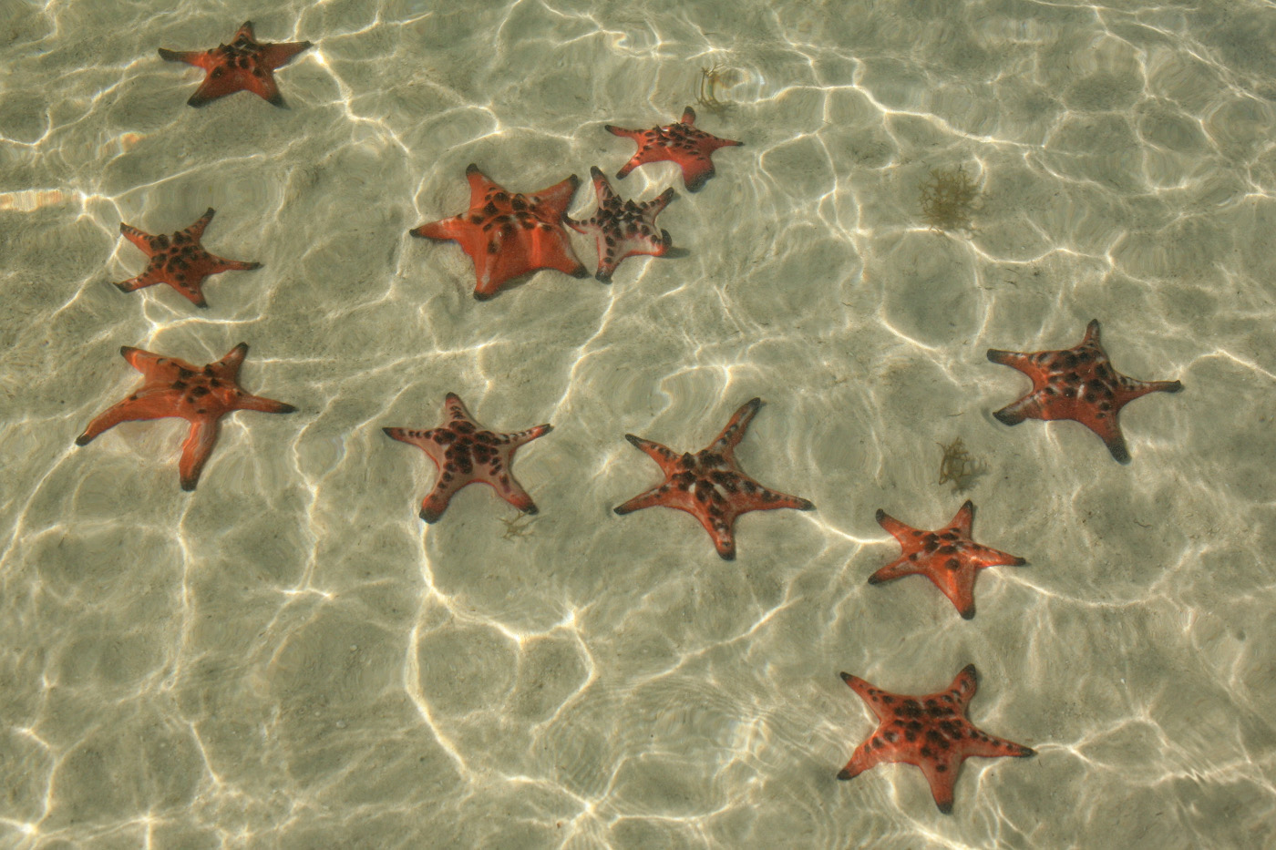 19. Морские звёзды, давшие название пляжу Bai Rach Vem (Starfish Beach). 1/50, 18.0, 100, 80.