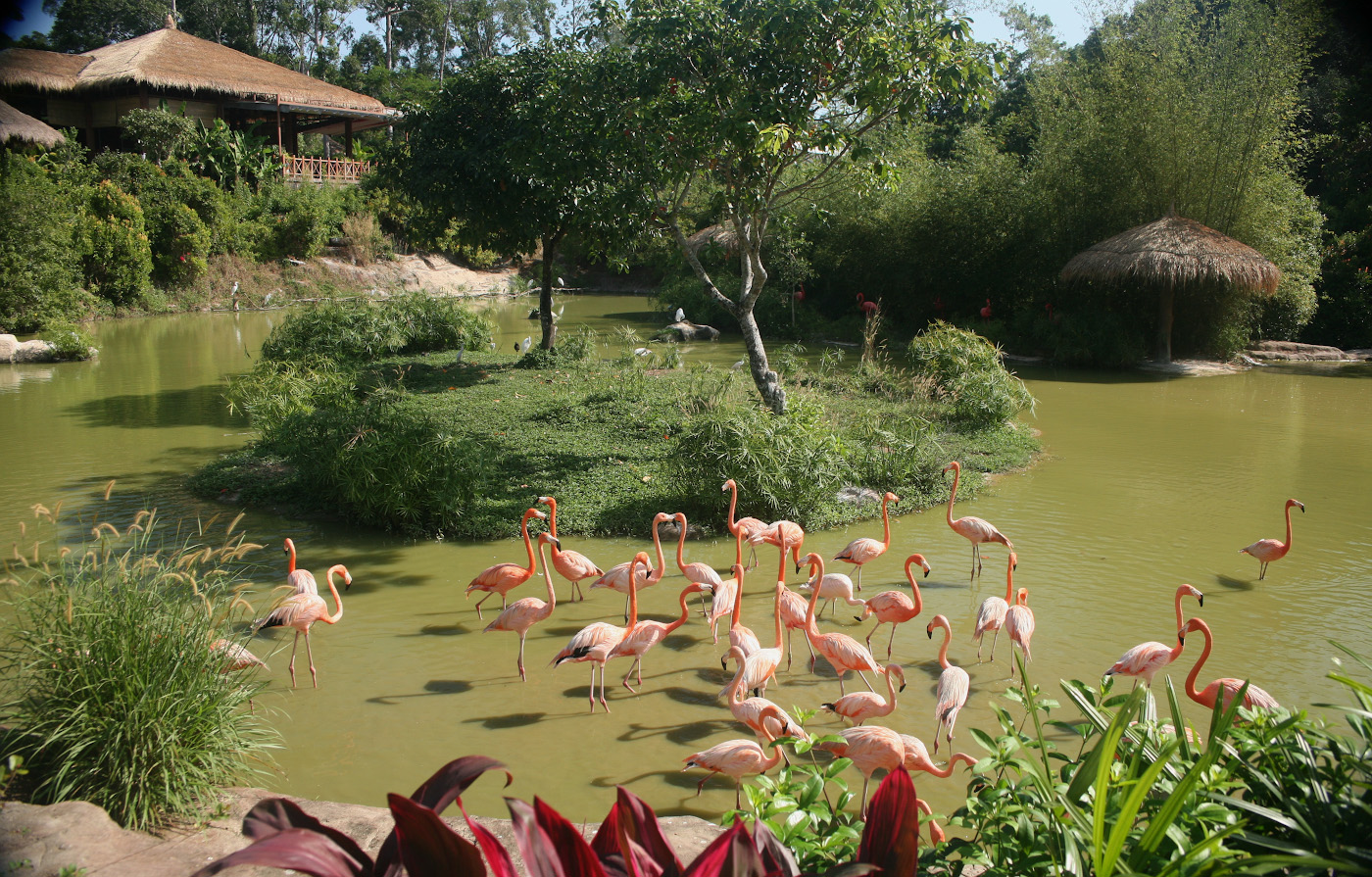 Фото 27. Фламинго в сафари-парке «Винперл» на Фукуоке. Как съездить самостоятельно. 1/400, 7.1, 400, 80.