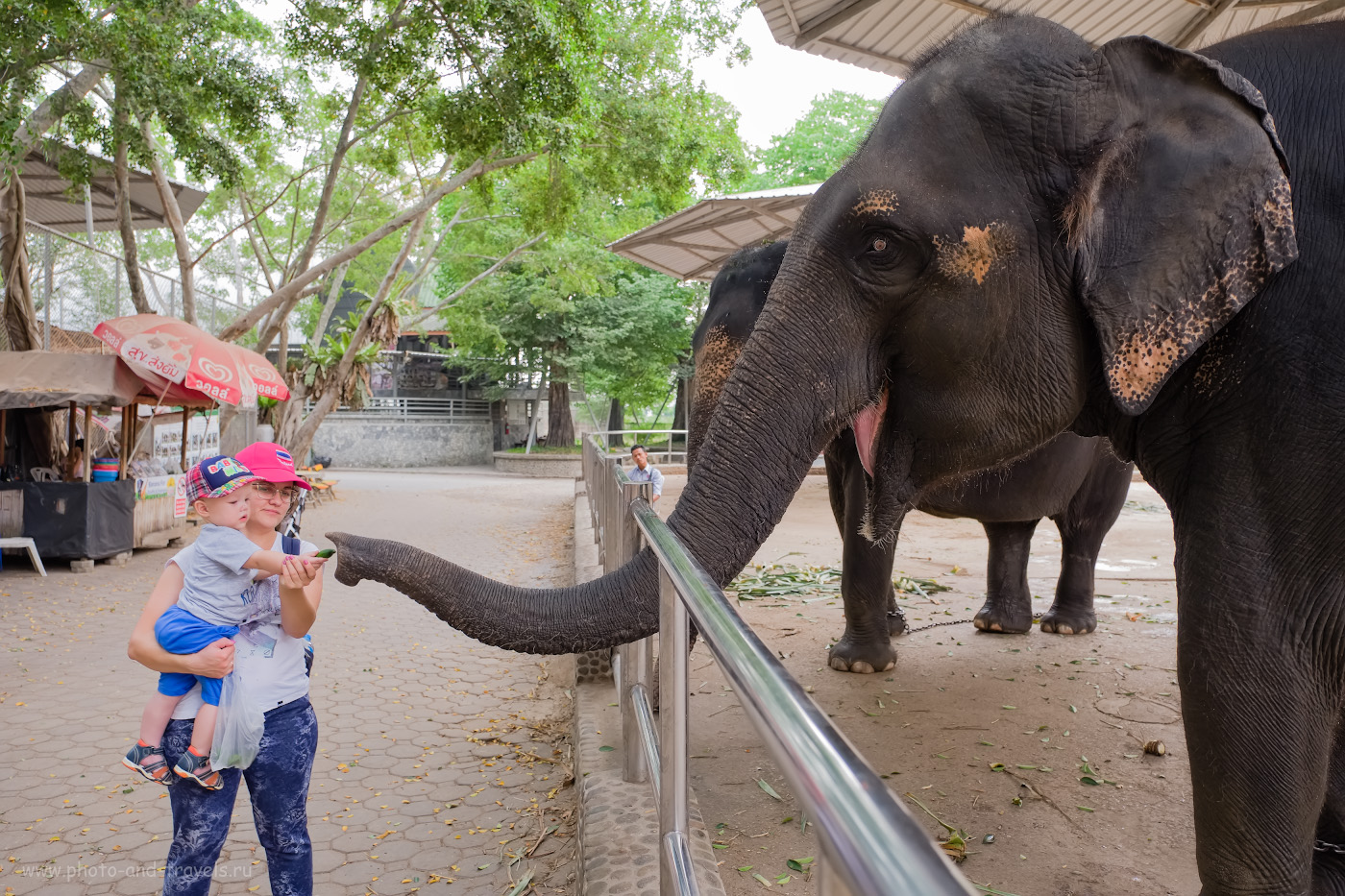Фото 7. Если хотите накормить слона в Таиланде, то это не проблема. Та еще задачка – найти нормальную еду для ребенка! Снято на Fuji X-T10 + Fujifilm 16-55mm f/2.8. Настройки: 1/100, 2.8, 250, +0.33, 16.