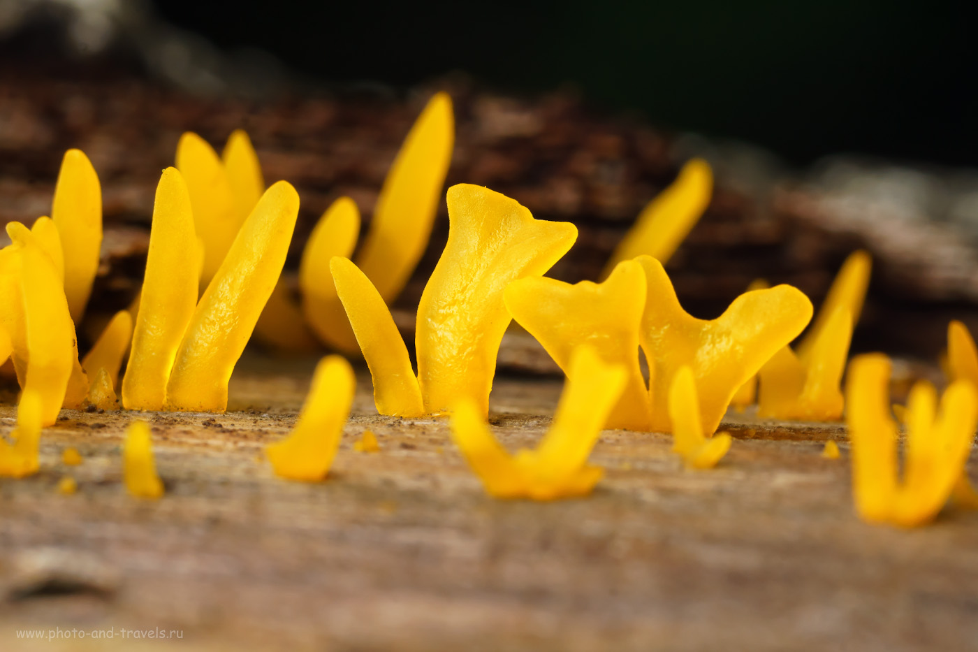 Фото 30. Пример макросъемки грибов на Вега-11У. Настройки: 1/50, 250.