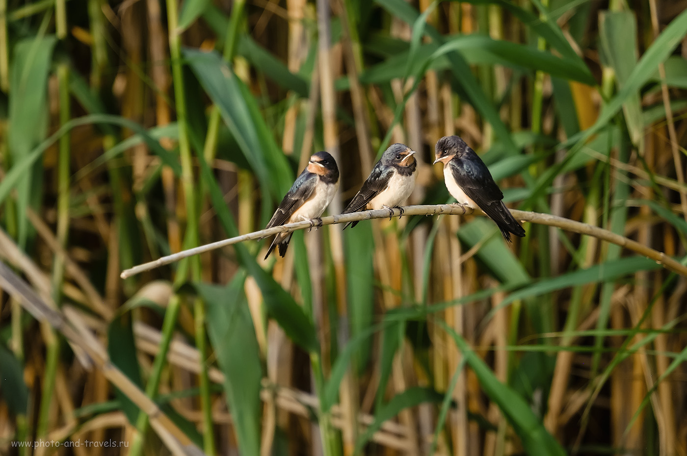 Фото 19. Прогуливаясь по каналу посреди болота, можно наблюдать за жизнью птиц. Слётки стрижей ждут родителей. 1/500, 4.8, 800, 0, 200.