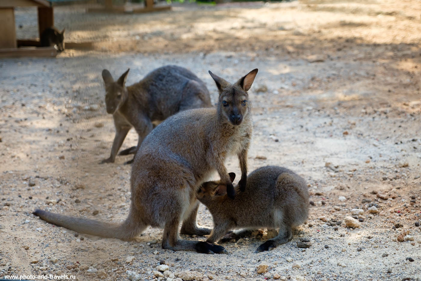 Фото 5. Мама-кенгуру с детенышем в зоопарке Анталии. Отзыв об экскурсии.