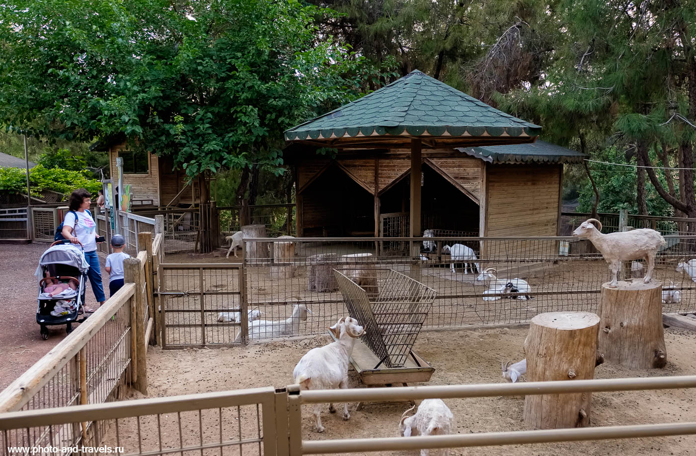 Фотография 4. Козы в мини-зоопарке. Куда пойти с детьми в Анталии.