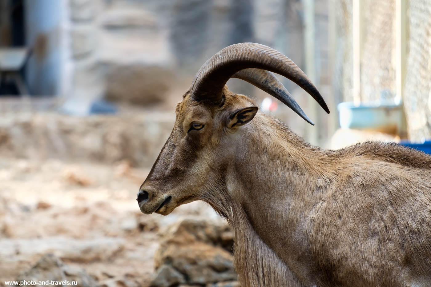Фото 10. Горный козел в анталийском зоопарке. Интересные места курорта для развлечения детей.