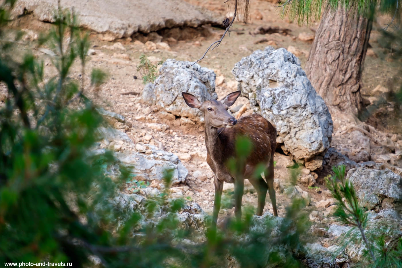 Фото 12. Как я устроил фотоохоту на оленя в зоопарке Анталии. Отзывы туристов об экскурсии самостоятельно.