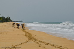 prijut slonov v Shri-Lanke
