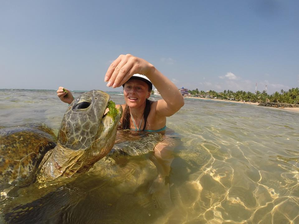 24. Покормить морскую черепаху в курорте Хиккадува на Шри-Ланке. Планирование путешествия по острову самостоятельно на арендованной машине.