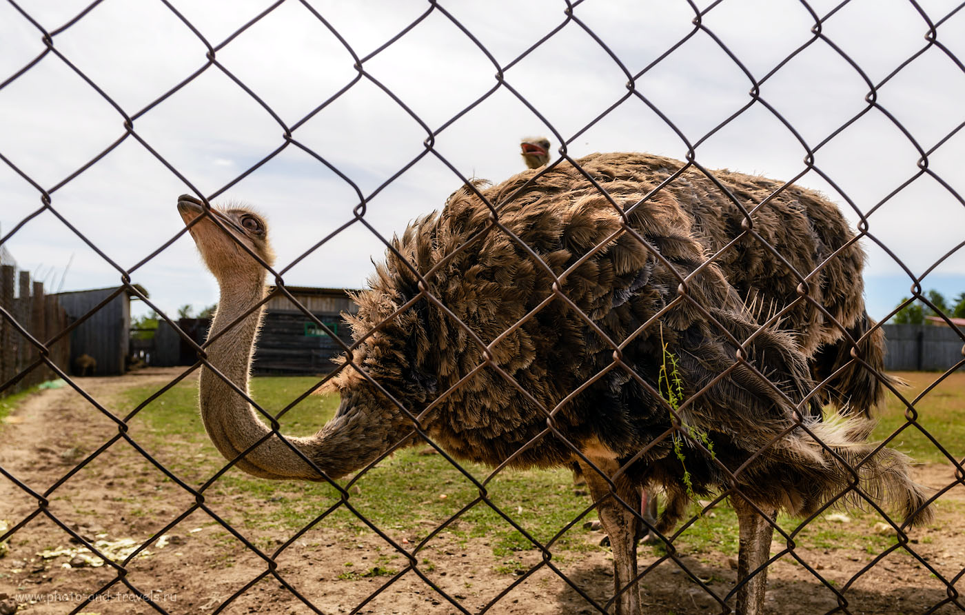 Снимок 10. Африканские страусы на Оленьей ферме в поселке Висим. 1/500, -1.33, 4.5, 100, 24.