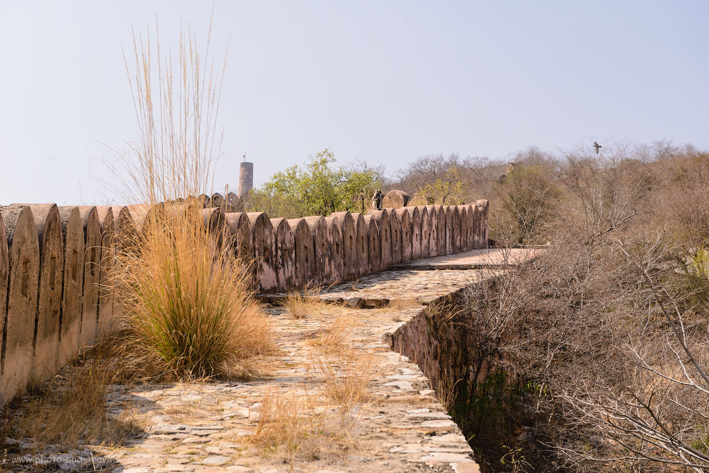 Фото 13. Обезьяна на крепостной стене. Отзыв о восхождении к форту Джайгарх в Джайпуре. 1/250, -0.33, 8.0, 100, 70.