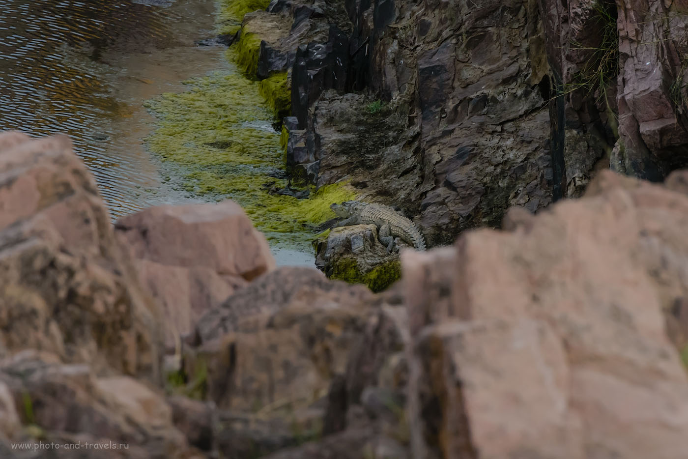 Фото 10. Фотоохота на крокодила в окрестностях водопадов Raneh Falls. Отчеты туристов об экскурсиях из Кхаджурахо. 1/500, -0.67, 14.0, 6400, 280.