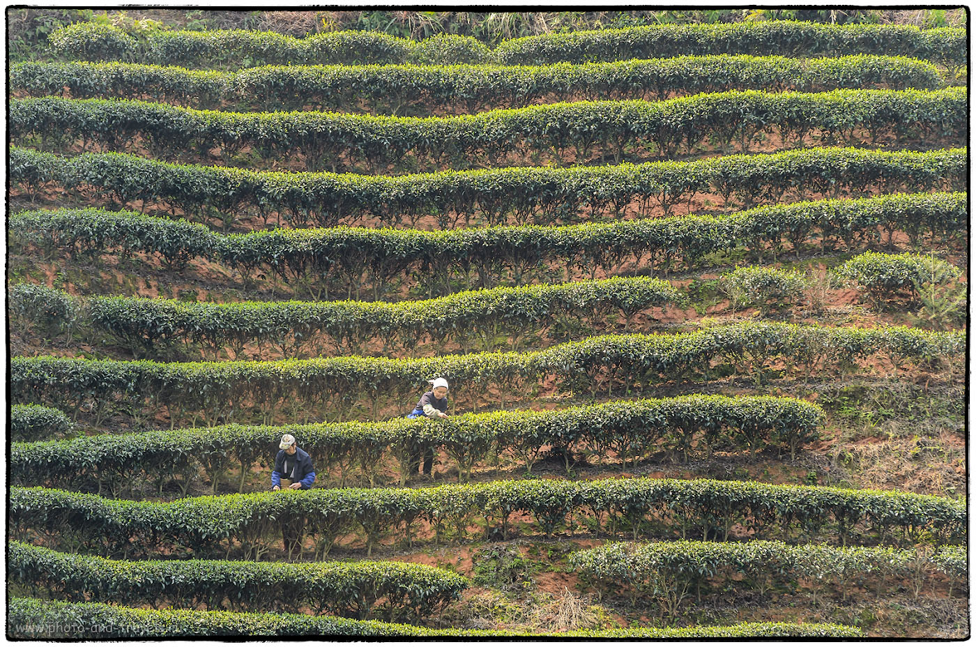 10. Китайские чайные плантации, в отличие от аналогов на Шри-Ланке, не такие изумрудно-зеленые. Снято на Nikon D5100 и телевик Nikon 70-300 при ФР=170 мм. Расстояние до объекта съемки - примерно, 100 метров. Отчет о поездке в Китай.