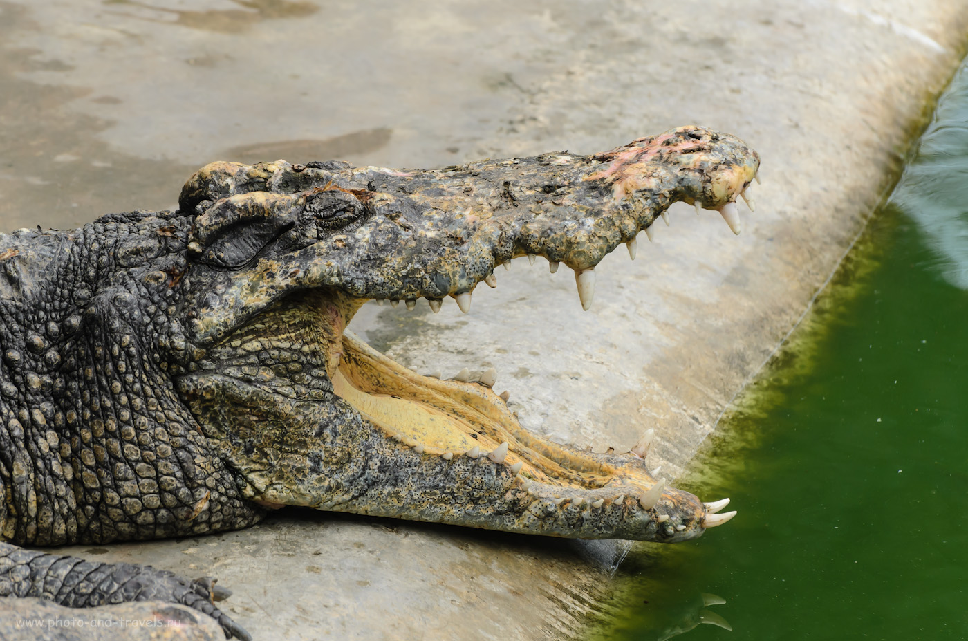 Фотография 12. Фотоохота на крокодилов. Отзыв об экскурсии на крокодиловую ферму в Парке миллионолетних камней. Отдых в Паттайе самостоятельно. Вторая поездка в Таиланд. 1/500, 5.6, 320, 195.