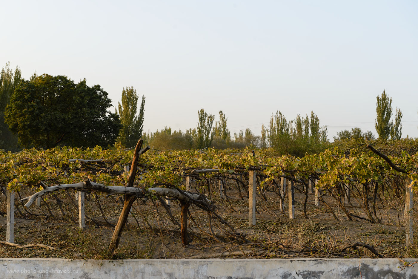 Фото 16. Турфан славится на весь Китай своим виноградом. Отзывы туристов о путешествии в Синьцзян-Уйгурский автономный регион. Интересные места в окрестностях Урумчи. 1/125, -1.0, 8.0, 320, 62.