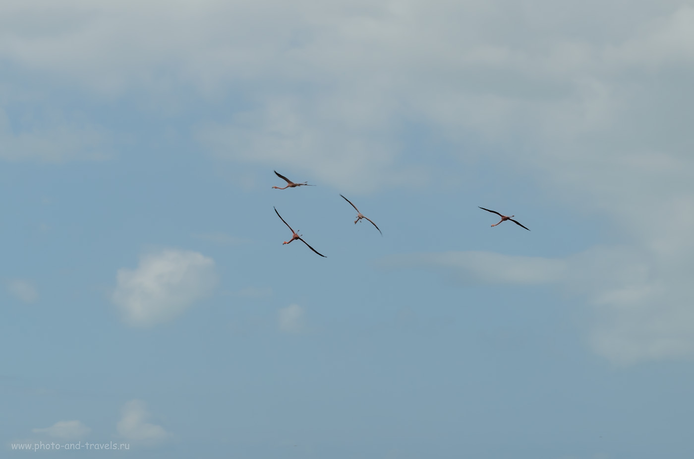 Фото 9. Когда последний раз вы видели фламинго в небе? Мы повстречали их в заповеднике "Reserva de la Biosfera Ría Celestún" во время самостоятельного путешествия из Канкуна по Юкотану на автомобиле. 1/200, 13.0, 100, 55.