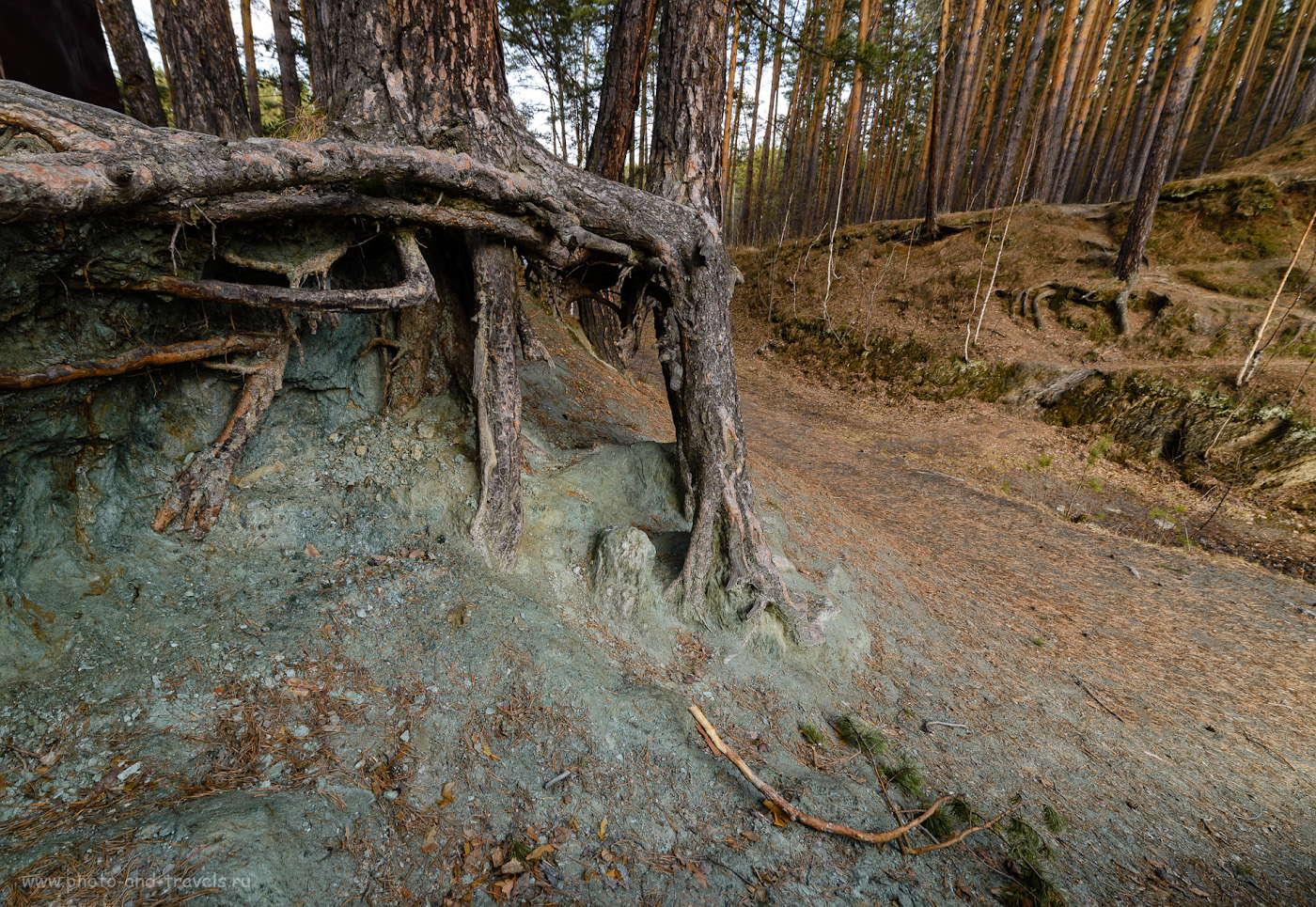 Фото 36. Старый лес на берегу озера Тальков камень. 1/30, 8.0, 110, 14.