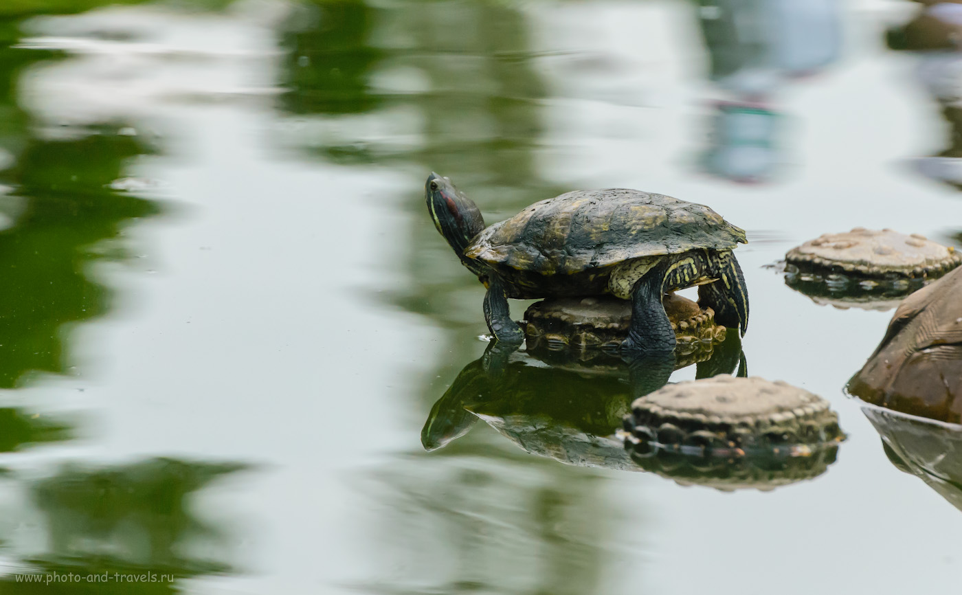 Снимок 17. Красноухая черепаха в парке Ванг Сам Сьенг в Паттайе. Фотоохота у подножья храма Большого Будды. 1/640, +0.33, 6.3, 5000, 280.