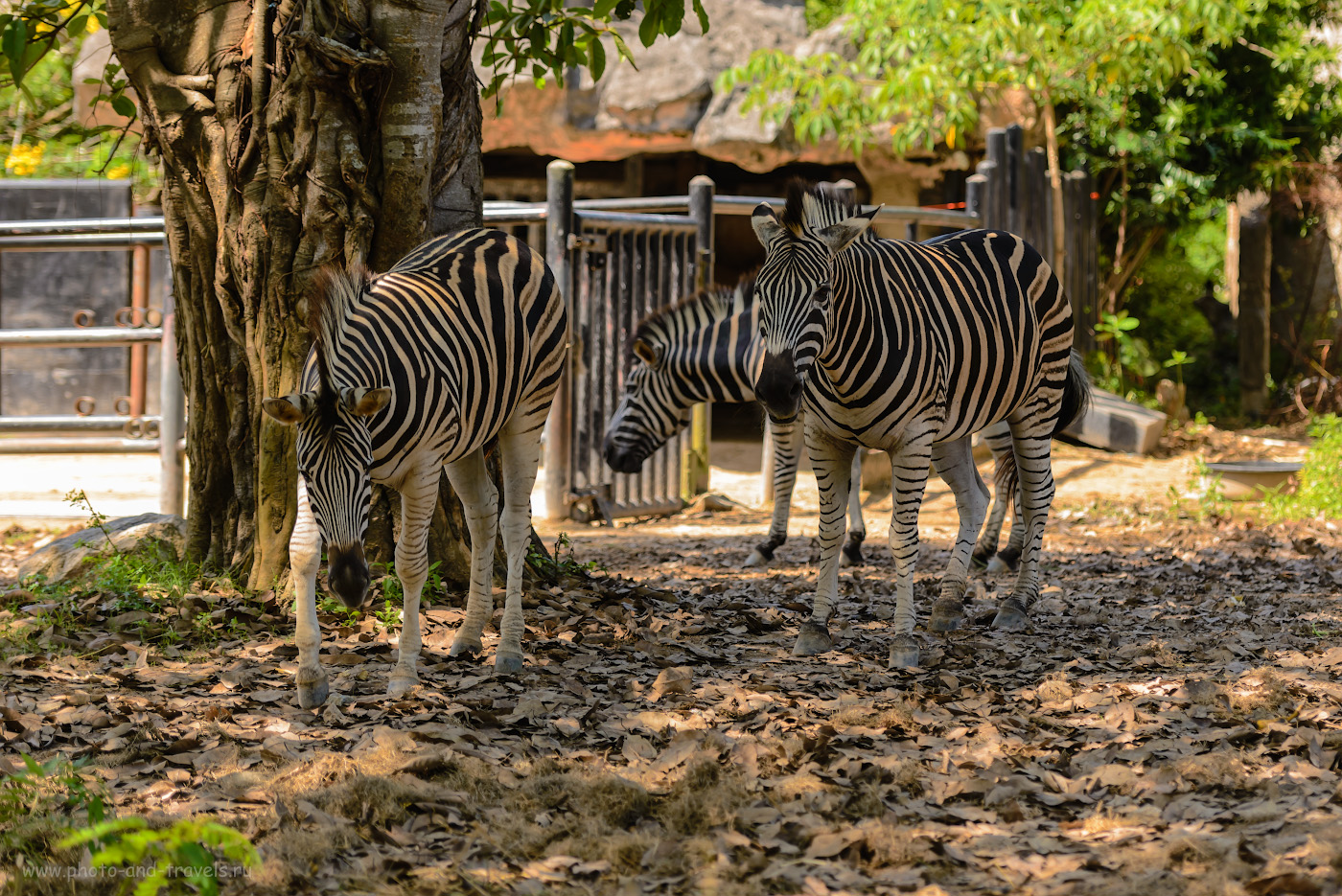 Фото 11. Зебры в зоопарке Khao Kheow Open Zoo. Стоит ли ехать сюда на экскурсию с детьми. Отзывы об отдыхе в Паттайе в октябре месяце. 1/500, +0.33, 2.8, 180, 100.