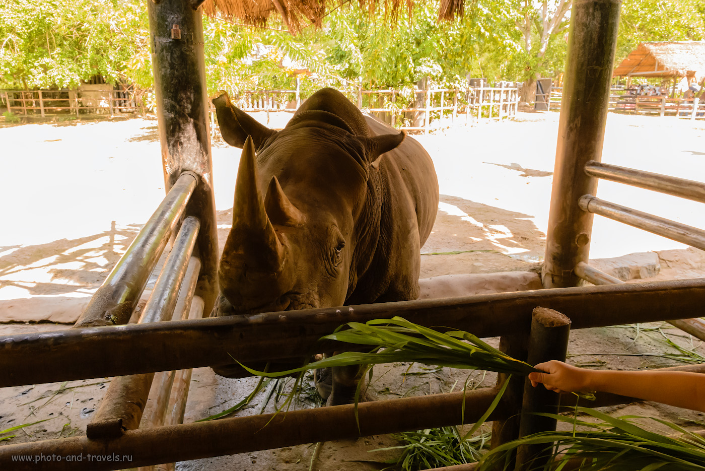 Фотография 12. Белый носорог в зоопарке «Кхао Кхео». Сколько радости подарит ребенку общение с животными! 1/500, +0.67, 9.0, 5600, 24.