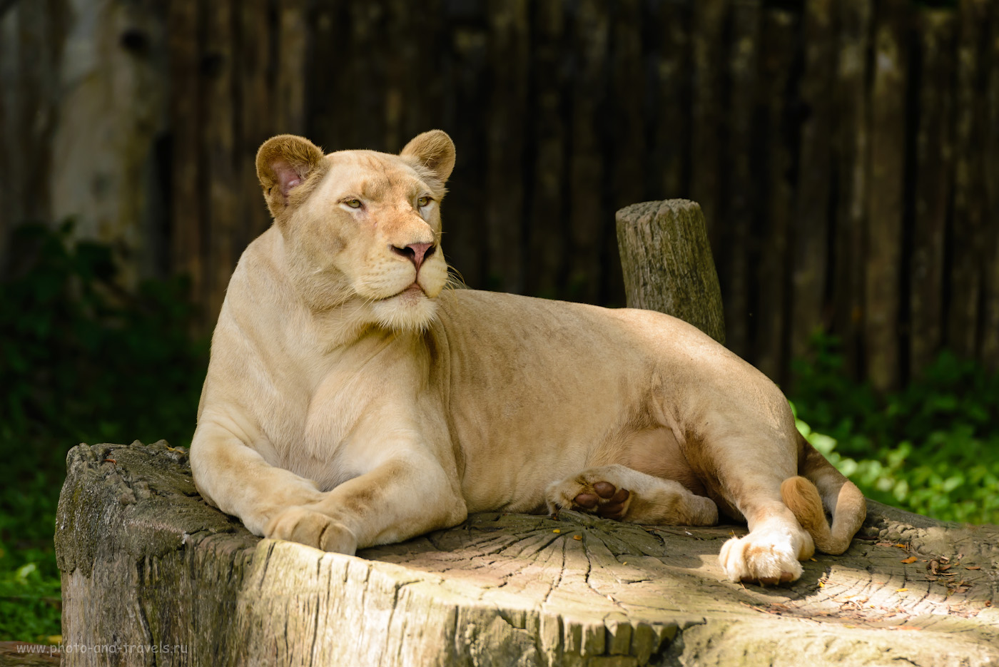 Фото 17. А вы знали, что на свете существуют белые львы? Съездите на экскурсию в зоопарк «Кхао Кхео» и привезите доказательства. 1/500, 3.5, 360, 200.