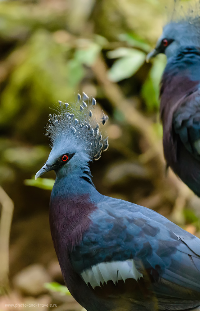 Фотография 21. Венценосные голуби в птичьем вольере зоопарка «Кхао Кхео». Их здесь достаточно. 1/500, 2.8, 6400, 200.