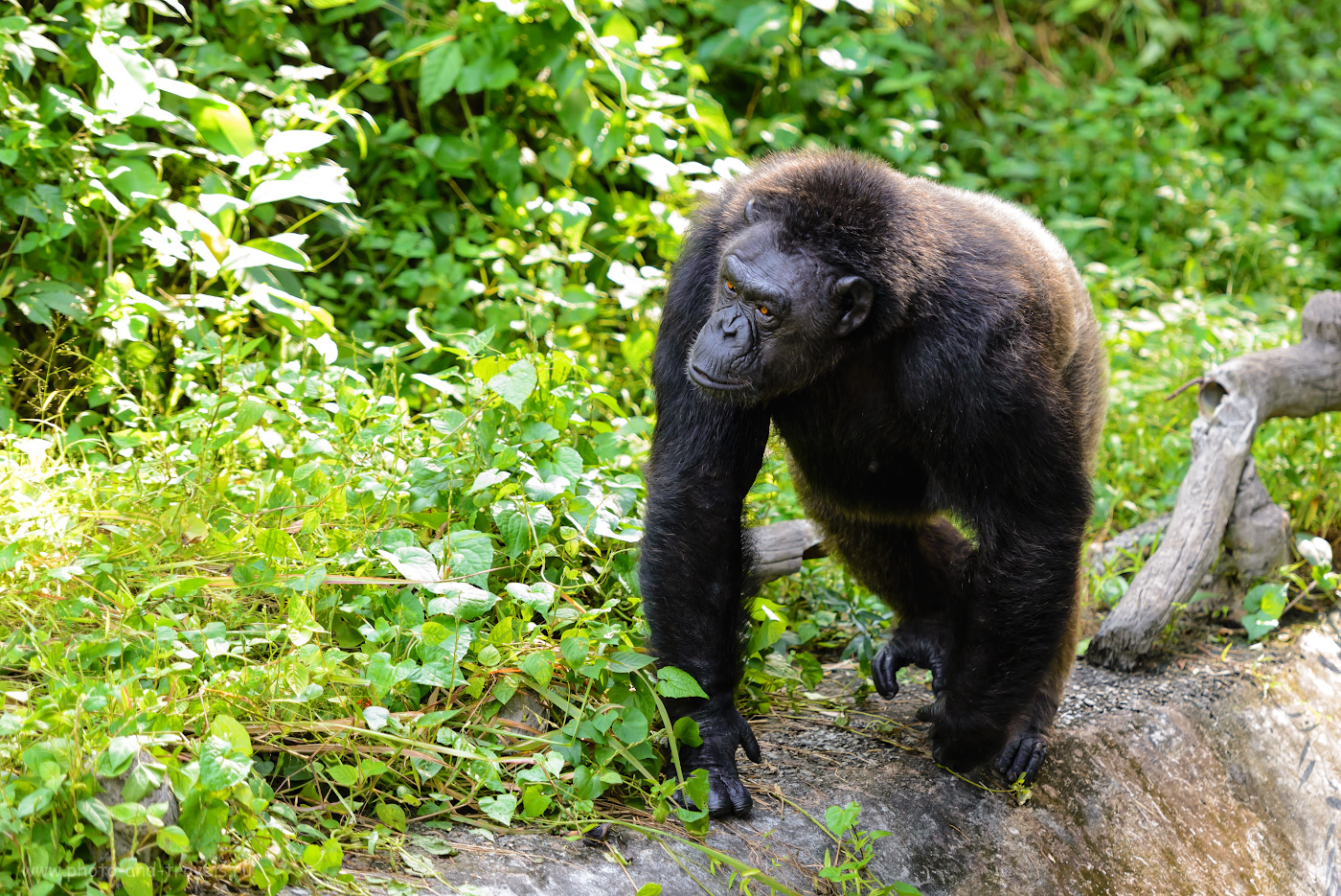 Снимок 27. Шимпанзе в зоопарке «Кхао Кхео». Если обидите, такой мужик может и камнем в лоб запустить. 1/500, +1.0, 2.8, 1400, 145.