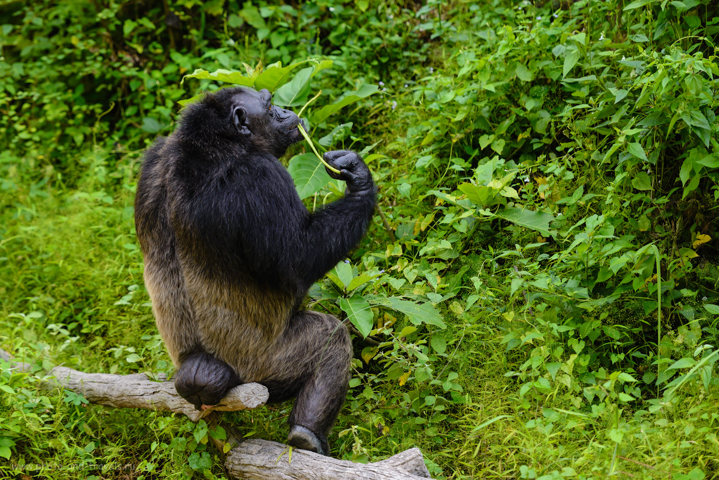 Фотография 25. Стоит ли ехать в зоопарк «Кхао Кхео» с детьми? Думаю, уже только ради красавцев шимпанзе это можно сделать. Отзывы туриста об отдыхе в Паттайе. 1/500, 2.8, 640, 160.