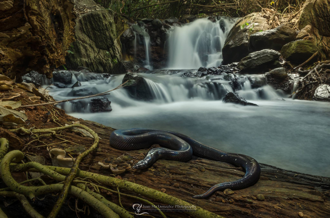 Фото 26. Двухцветная змея (лат. Loxocemus bicolor) . Тестирование ширика Laowa 15mm f4 1:1 Macro в полевых условиях. Снято на Nikon D5600 с внешней вспышкой.