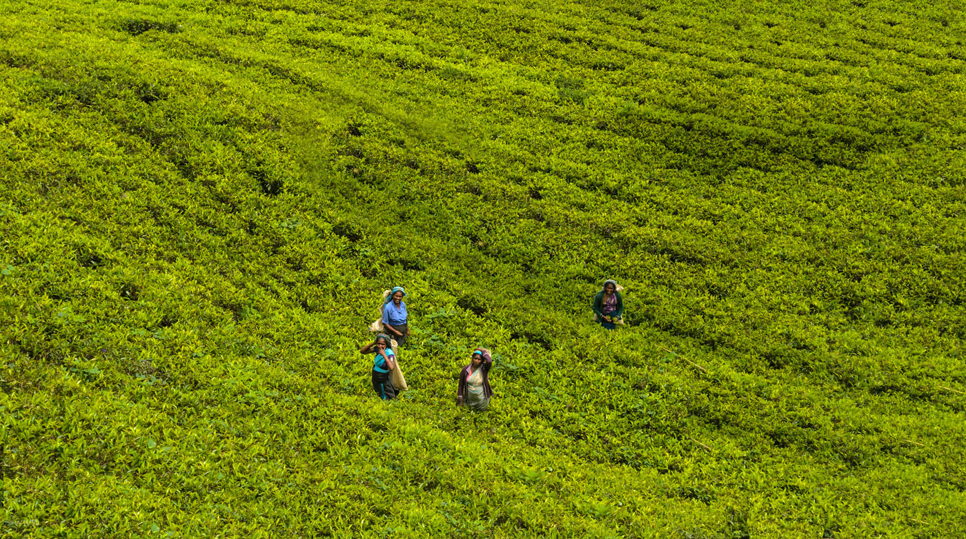 Фото 5. Сборщицы чая на чайной плантации Mackwoods Labookellie в Шри-Ланке. Отзывы о самостоятельной экскурсии. Путешествие по стране за рулем арендованной машины.