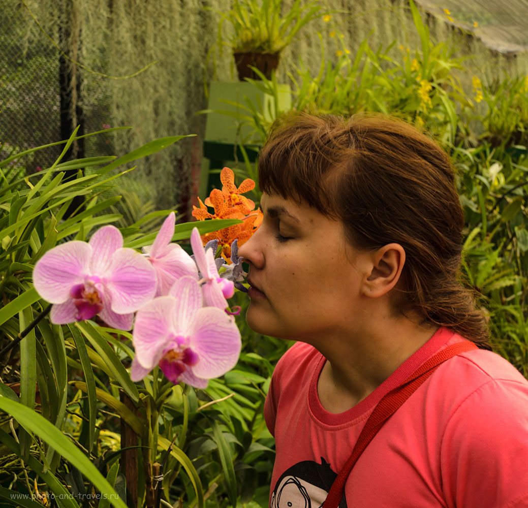 18. Оранжерея с орхидеями в ботаническом саду The Royal Botanic Gardens Peradeniya в Шри-Ланке. Отзывы туристов об экскурсии.