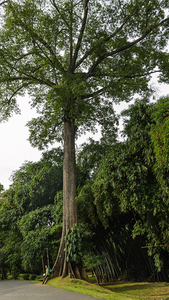 Фото 19. Вот такие деревца посажены в Королевском Ботаническом Саду Перадения (The Royal Botanical Garden of Peradeniya) на Шри-Ланке. Отзывы о самостоятельном отдыхе.