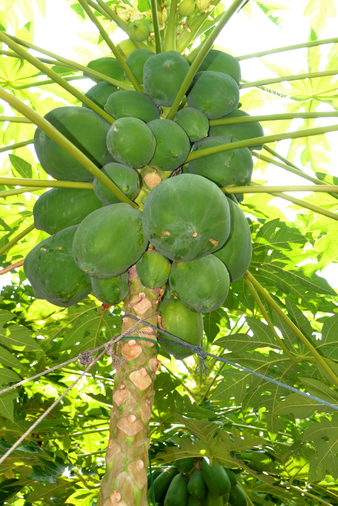 Фото 4. Отдыхая на Мальдивах, можно объесться папайей. Отзывы об отдыхе на острове Тодду. 1/60,8, 160, 55.
